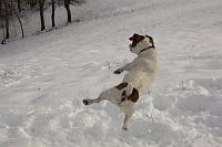 004 Teddy prende le palle di neve al volo!